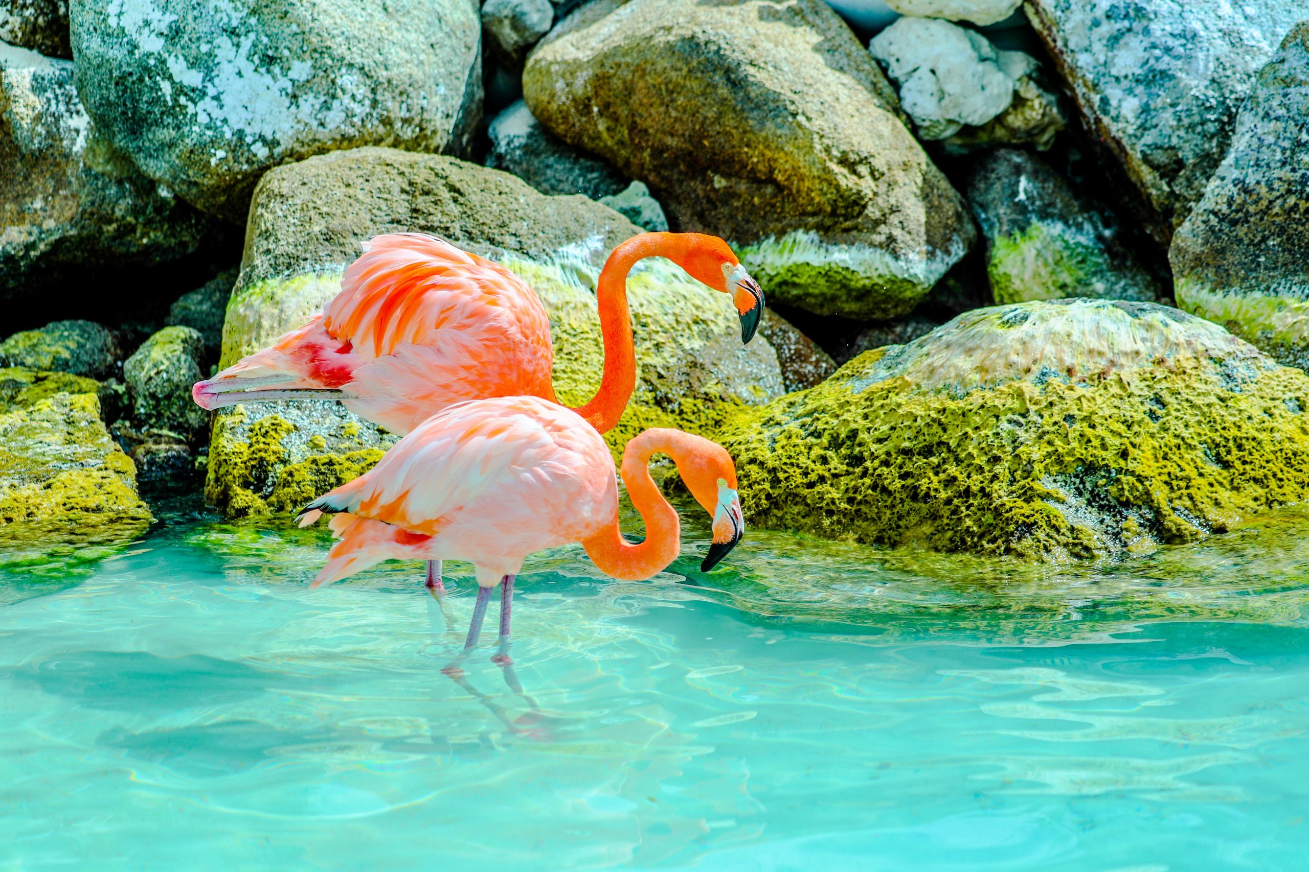 Holiday in Aruba for £971 p.p British Airways flights from London + 7