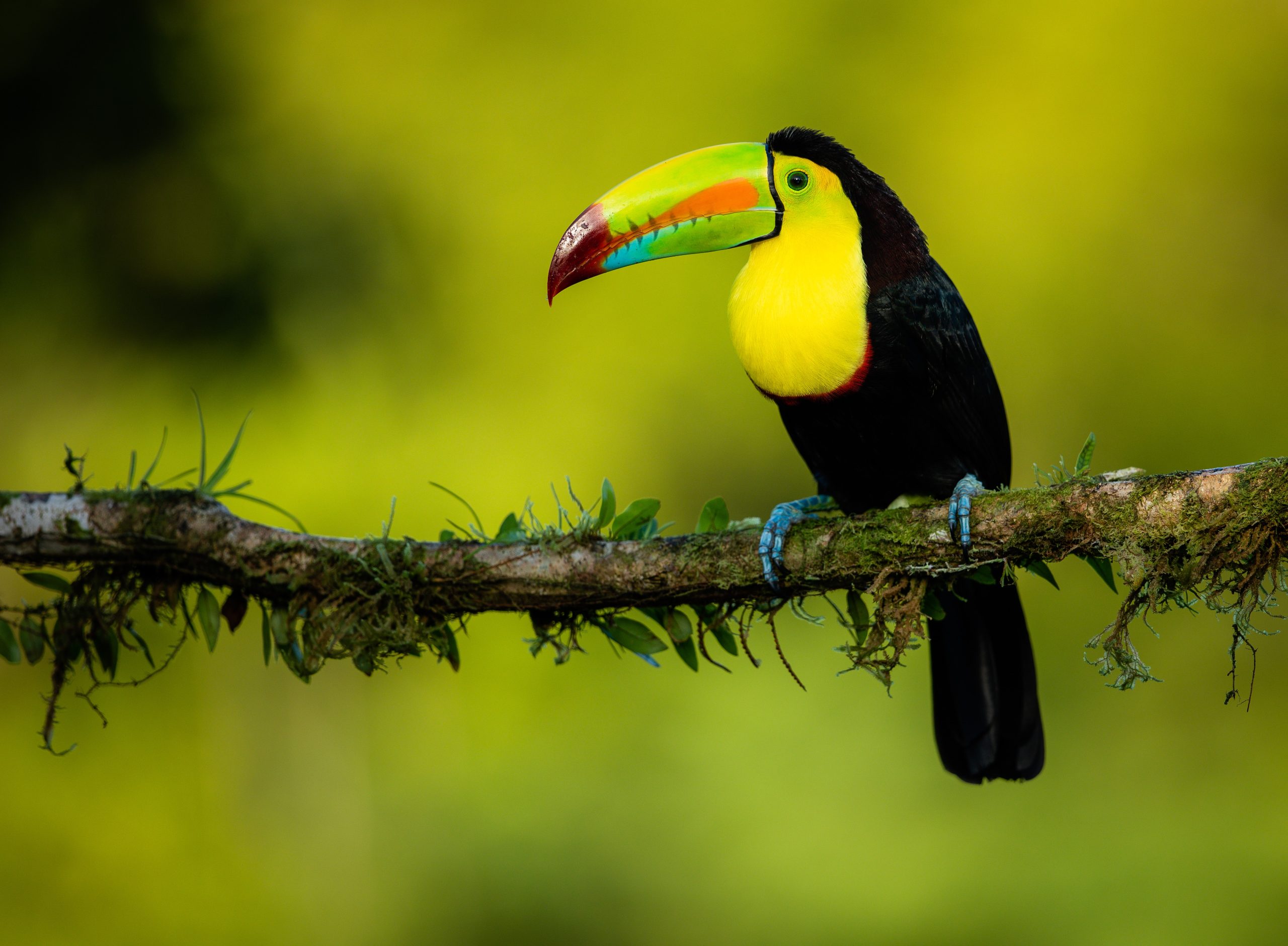 British Airways flights from London to Costa Rica for £549 Britain