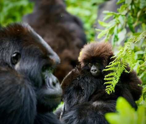 Rwanda unsplash